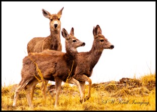 Mule Deer Herd in the Fog