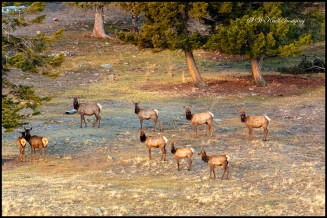 Elk Herd with the Sangre de Cristo Mountain Range