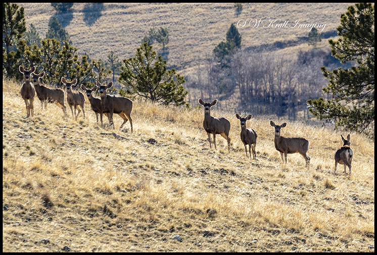 Beautiful Herd of Mule Deer