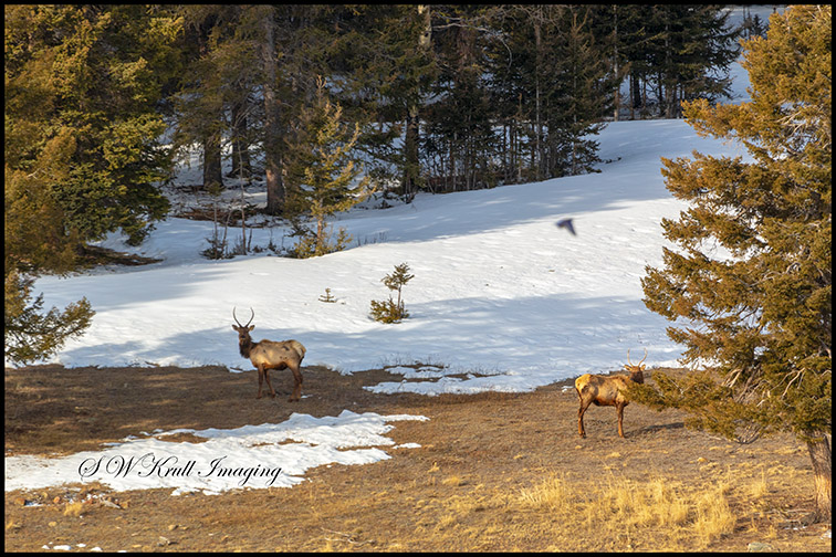 Elk Herd in the High Country