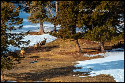 Elk Herd in the High Country