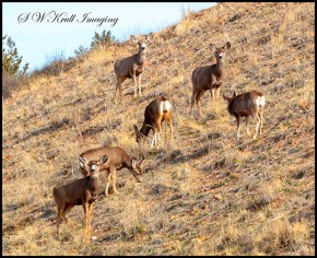 Mule Deer in the Rocky Mountain Springtime