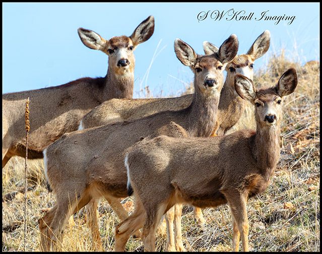 Mule Deer in the Rocky Mountain Springtime