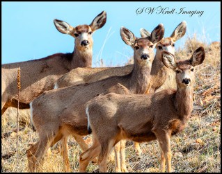 Mule Deer in the Rocky Mountain Springtime