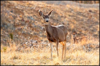 Mule Deer in the Rocky Mountain Springtime