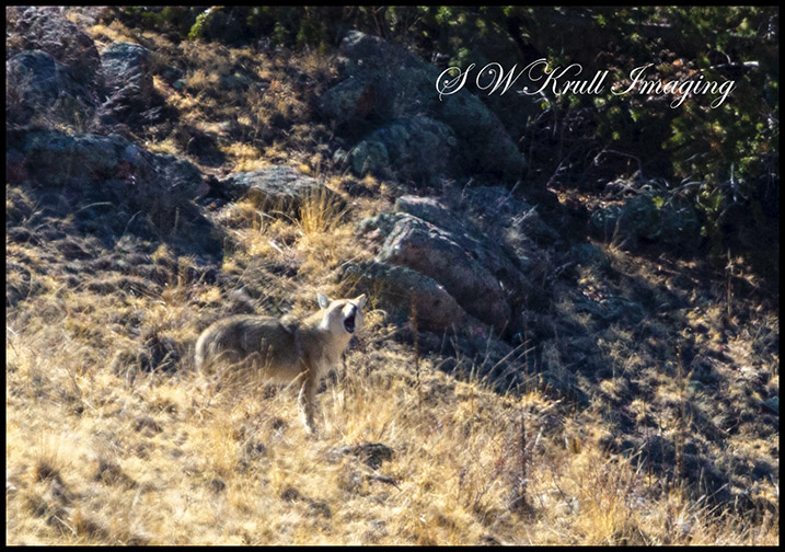 Mama Coyote Barking a Warning