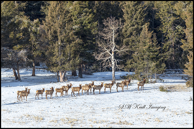 Winter Morning Elk Herd