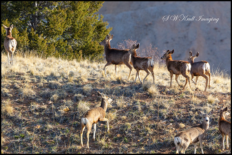 Morning Sun Deer Herd