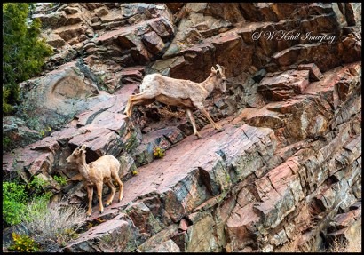 Herd of Bighorn Sheep at Play