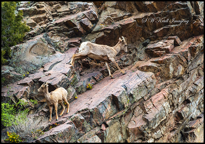 Herd of Bighorn Sheep at Play