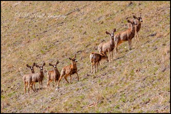 Herd of mule deer in the morning sun