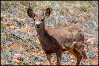 Herd of Mule Deer in the Sun