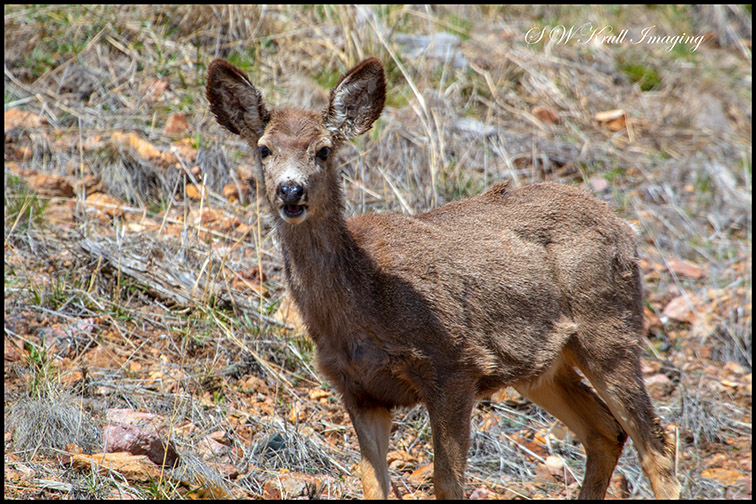 Herd of Mule Deer in the Sun