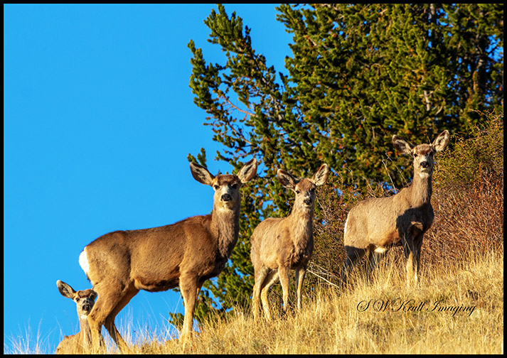 Trio of Rocky Mountain Mule Deer