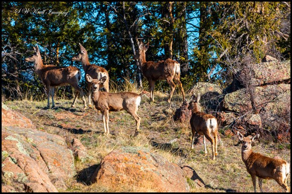 Herd of Deer on the Mountainside