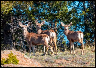 Herd of Deer on the Mountainside
