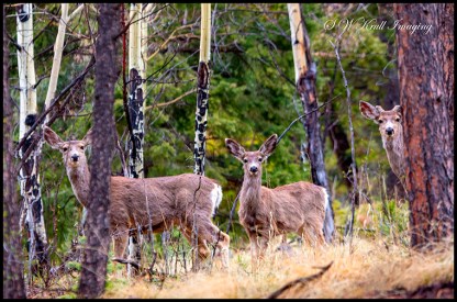 Wilderness Mule Deer