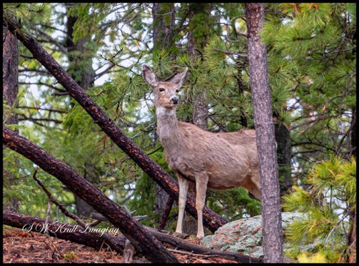 Wilderness Mule Deer