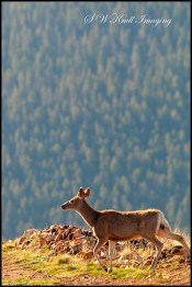 Deer on a Warm Colorado Spring Morning