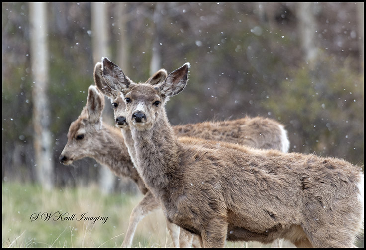 Mule Deer Herd on a Snowy Morning