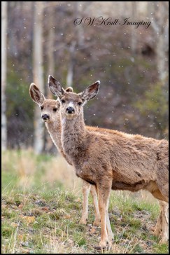 Mule Deer Herd on a Snowy Morning
