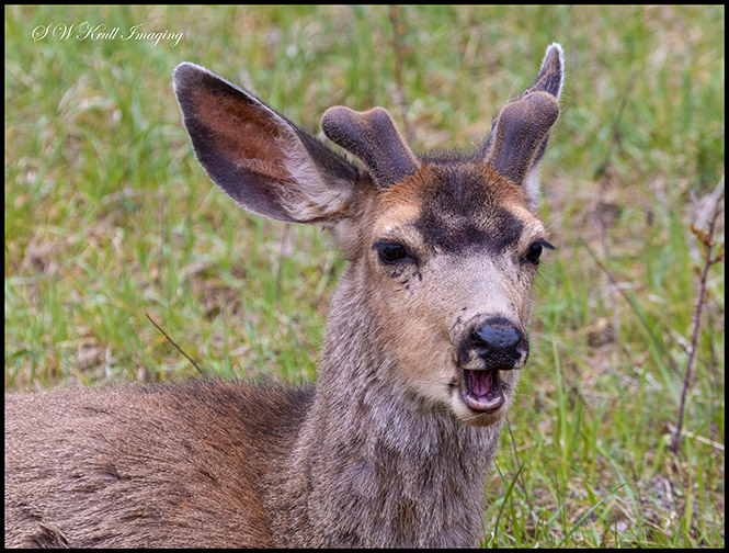Springtime Buck Mule Deer