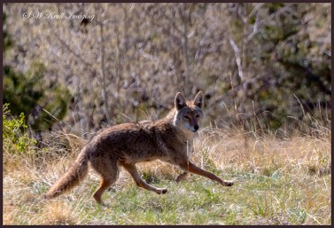 Colorado Rocky Mountain Coyote running free