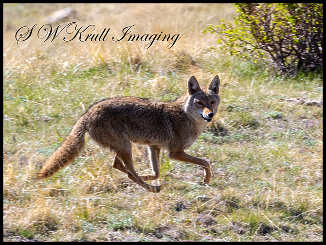 Colorado Rocky Mountain Coyote