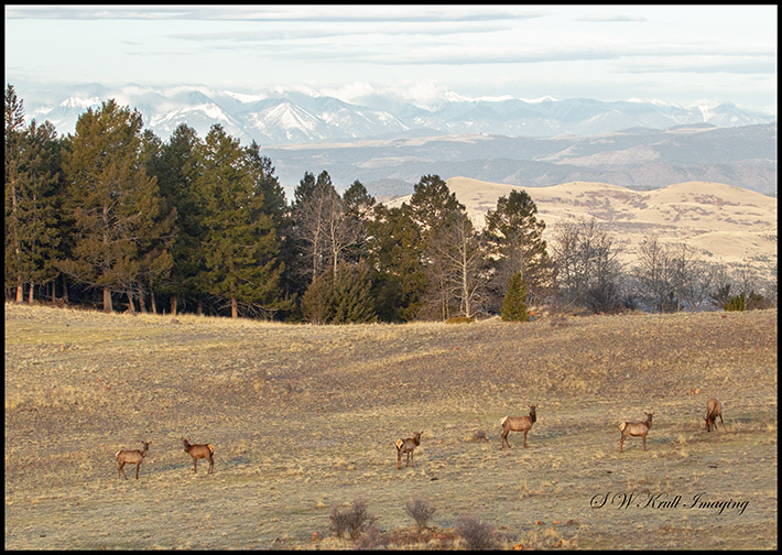 Elk Herd and the Sangre de Cristo