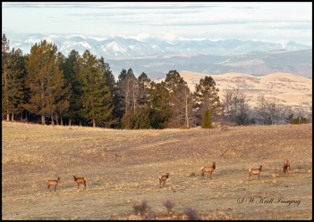 Elk Herd and the Sangre de Cristo