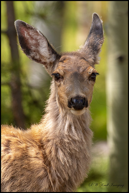 Springtime Doe