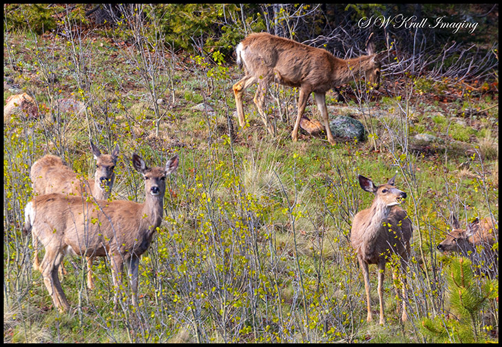 Deer on the Rocky Mountain Hillside