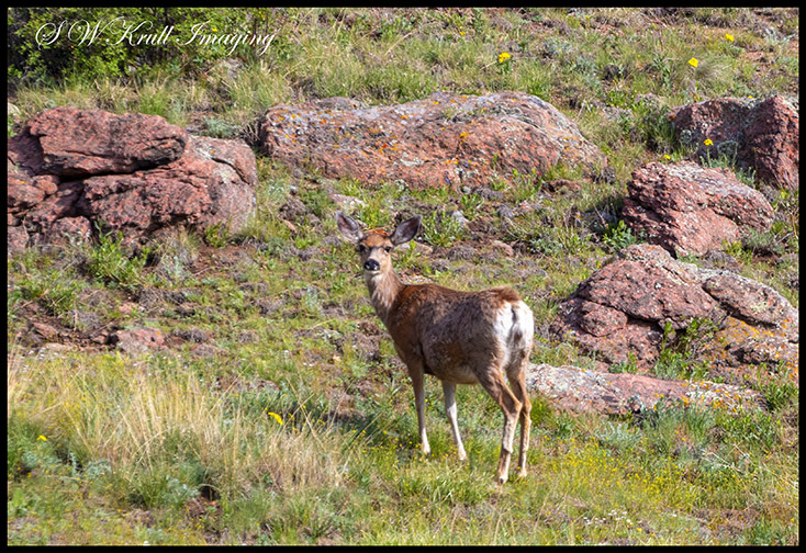 Deer in the Rockies