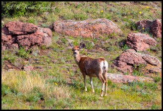 Deer in the Rockies