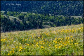 Mountain Wildflowers