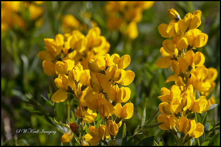 Mountain Wildflowers