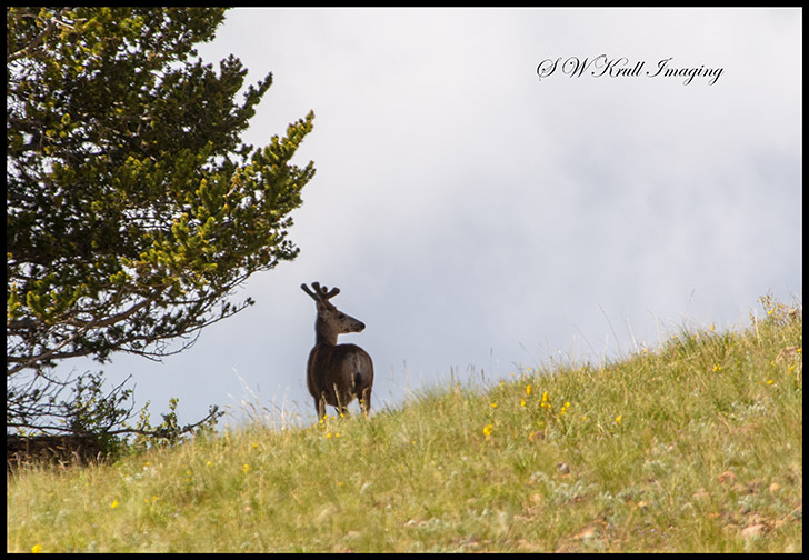 Big Buck Mule Deer on the Ridge