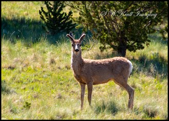Herd of Mule Deer Bucks