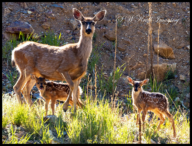 Mama Deer and Fawns