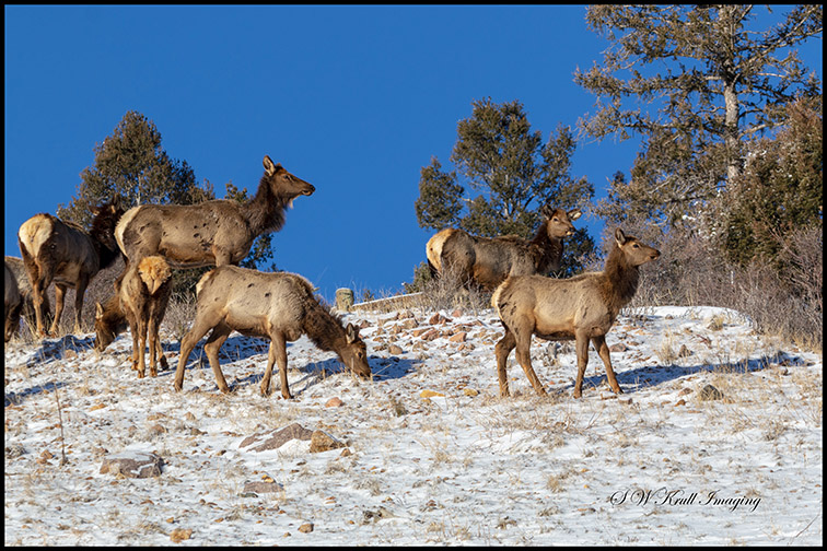 Elk in Fresh Snow