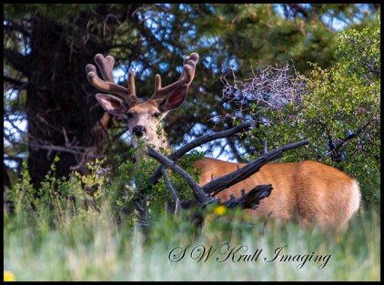 Beautiful Buck Deer Sprouting Antlers