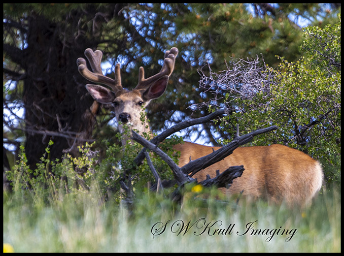Beautiful Buck Deer Sprouting Antlers