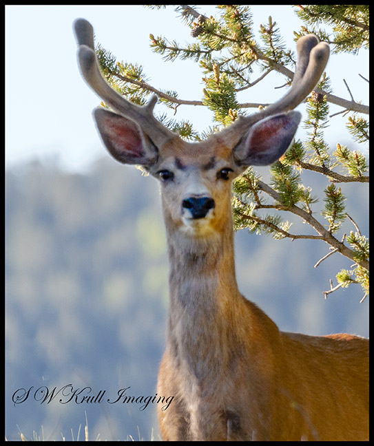 Young Buck in the Colorado Rockies