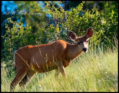 Deer in the Rockies