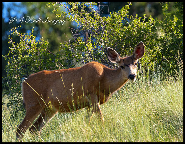 Deer in the Rockies