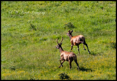 Elk Running in the Colorado High Country