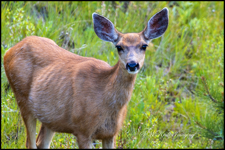 Cute Doe Mule Deer