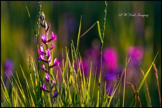 Mountain Wildflowers