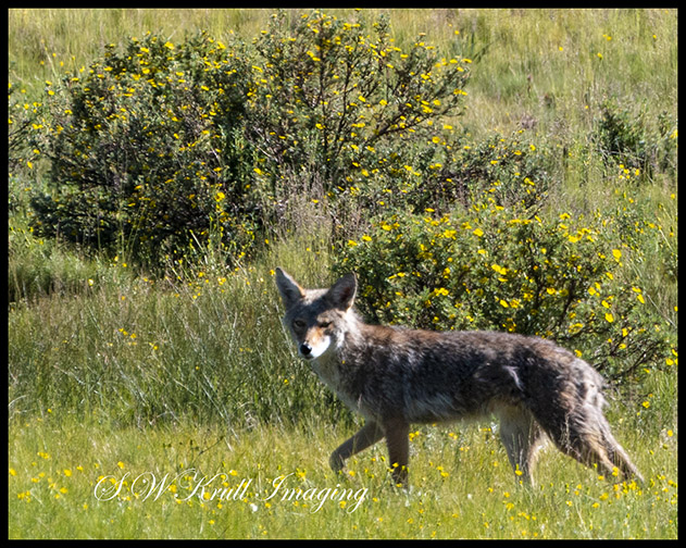Coyote on the Hunt