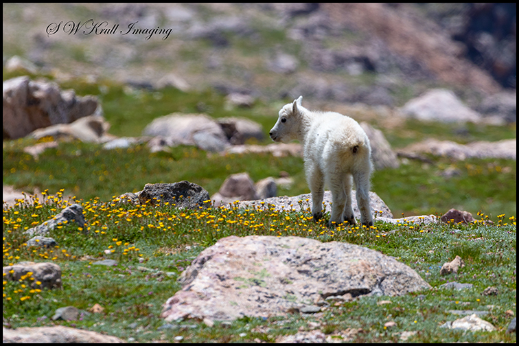 Baby Mountain Goat in Wildflowers